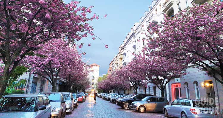 Alberi fioriti del quartiere di Prenzlauer Berg, una buona zona dove poter pernottare a Berlino.