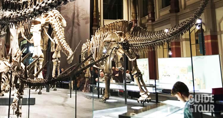 Scheletri di dinosauri esposti al museo di scienze naturali di Berlino