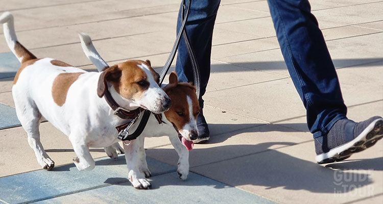 Visitare Berlino con un cane.